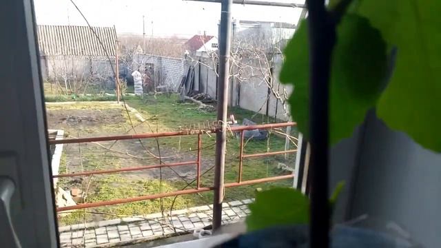 РАЗМНОЖЕНИЕ ИНЖИРА ЧЕРЕНКАМИ.Vselennaya uvlecheniy смотреть онлайн