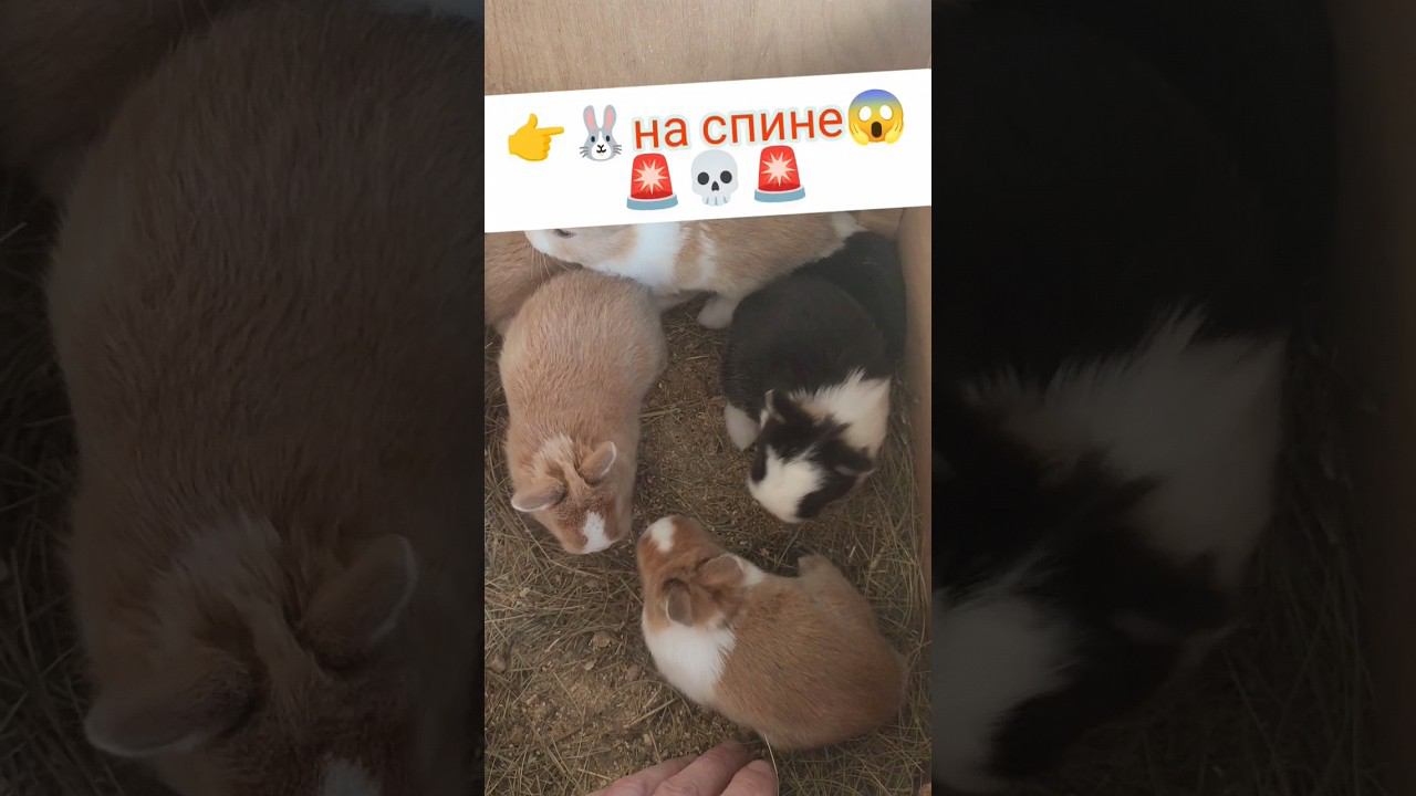 Переворачиваем кролика на спину смотреть онлайн