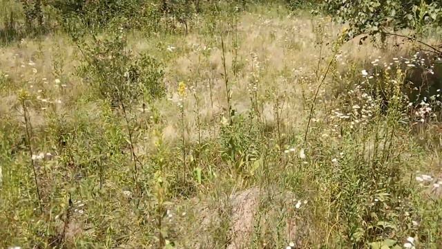 В лес за грибами.Прогулка. смотреть онлайн