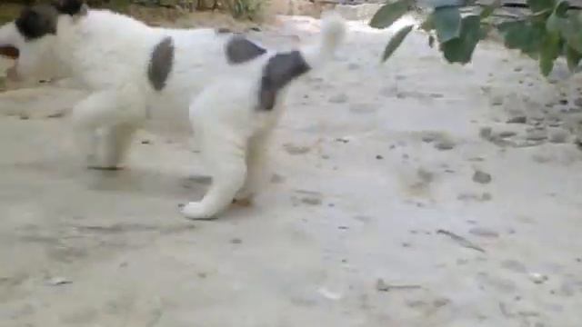 Terrier dog and shepherd dog- Baku смотреть онлайн
