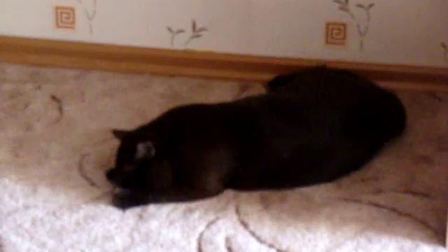 Британский кот поймал мышку смотреть онлайн