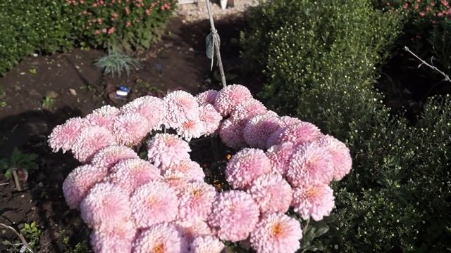 Хризантема в моём саду-сорта и характеристики. смотреть онлайн
