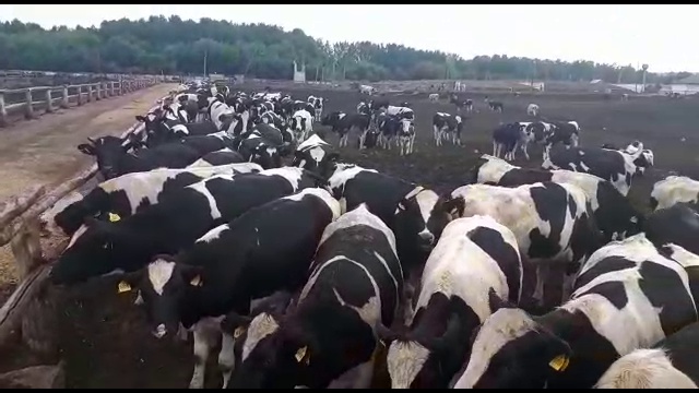 Черно-пестрый скот живым весом смотреть онлайн