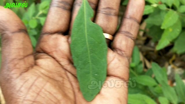 விஷ சுண்டை | Solanum Pseudocapsicum | Jerusalem Cherry | Winter Cherry | அலசல் | Alasal