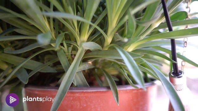 Carnation Music - Plants Play смотреть онлайн