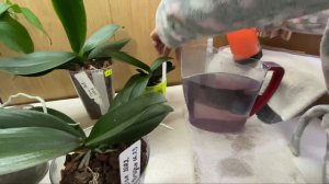 Чай КАРКАДЕ или цветки ГИБИСКУСА для ОРХИДЕЙ