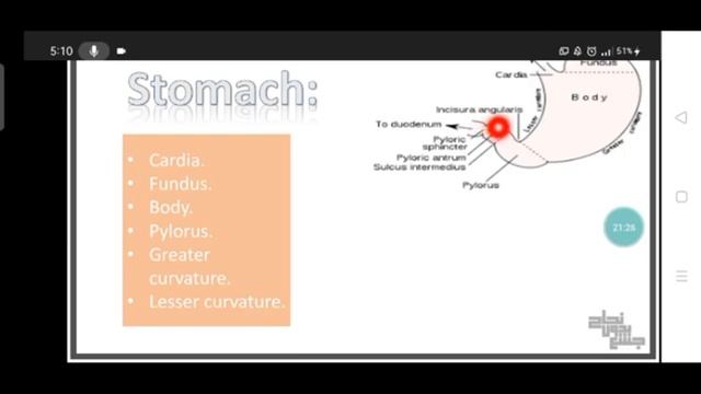 Overview of GIT , Anatomy , L 1 смотреть онлайн