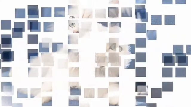 КОШКА ПО ЗНАКУ ЗОДИАКА. смотреть онлайн
