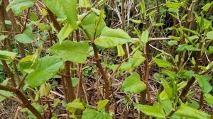 Рейнутрия японская. Гречиха Сахалинская.   Мощный антиоксидант и убийца бактерий и вирусов.