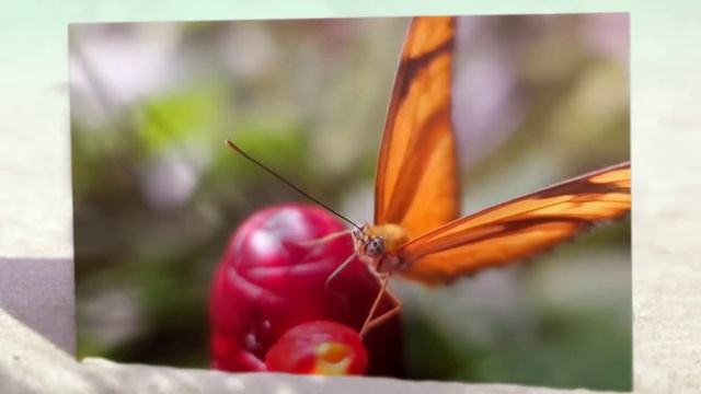 Очаровательная бабочка. Макро. Замедленная съемка. смотреть онлайн