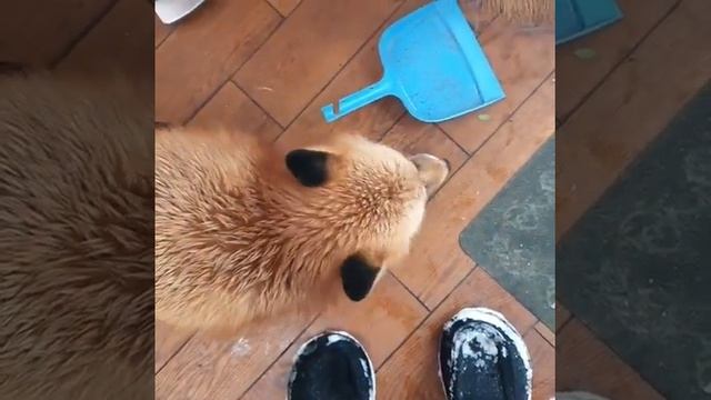 ЛИ СЯО. Алиса - Лиса. Рыжий шухер смотреть онлайн