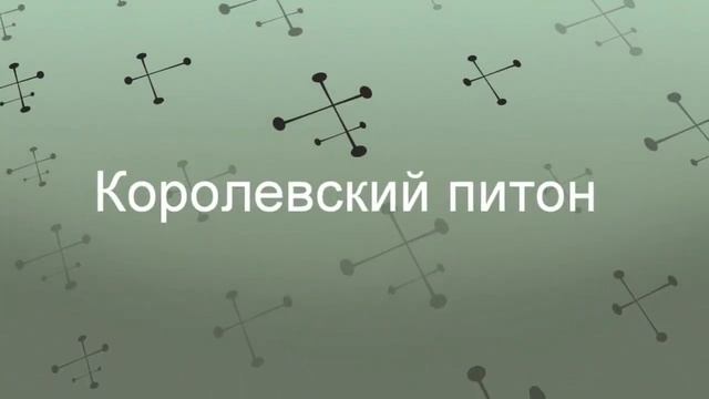 Носатый полоз Буланже и Питон смотреть онлайн