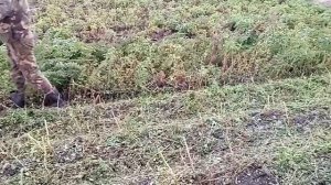 Косим ботву на картошке) самодельной косилкой мотоблоком)))