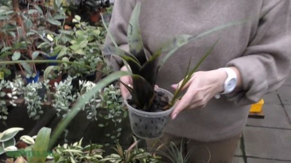 Бромелия (Bromelia)