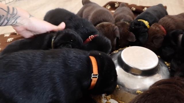 11 LABRADOR PUPPIES EAT THEIR FIRST MEAL! смотреть онлайн