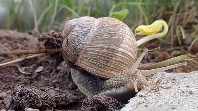 Виноградная улитка 1