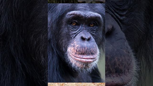 Top 5 Biggest apes and monkeys смотреть онлайн