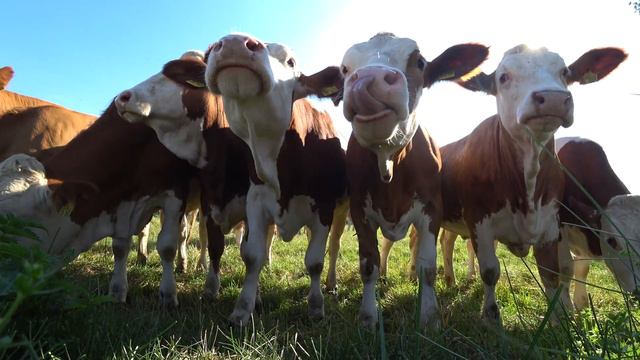 CUTE ANIMALS VIDEO and SOUNDS: PIG, LION, DONKEY, SWAN ... смотреть онлайн