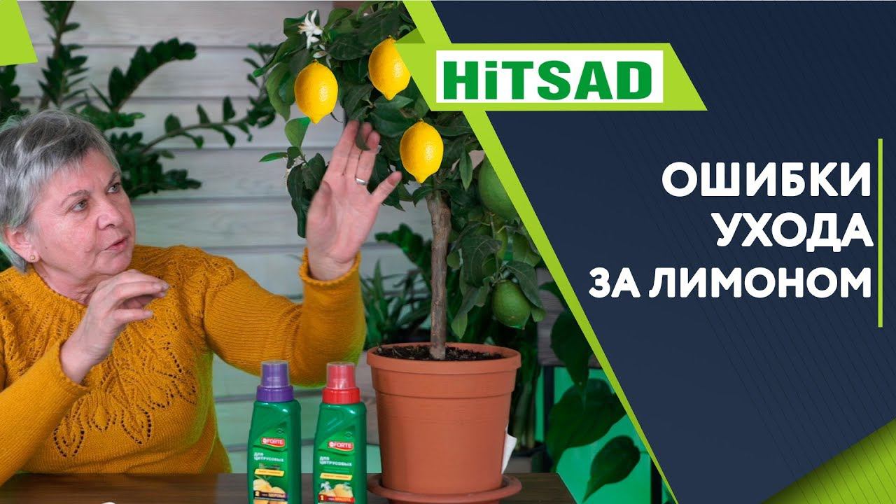 Ошибки При Выращивании Лимона дома ✔️ комнатный лимон из косточки смотреть онлайн