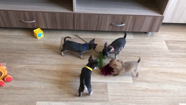 Чихуахуа девочки 🥰 смотреть онлайн