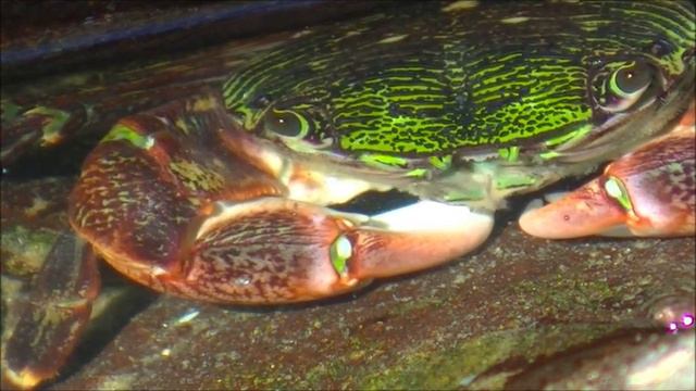 Tide Pool Creatures California filmed in HD. Существа зоны прибоя Калифорния смотреть онлайн