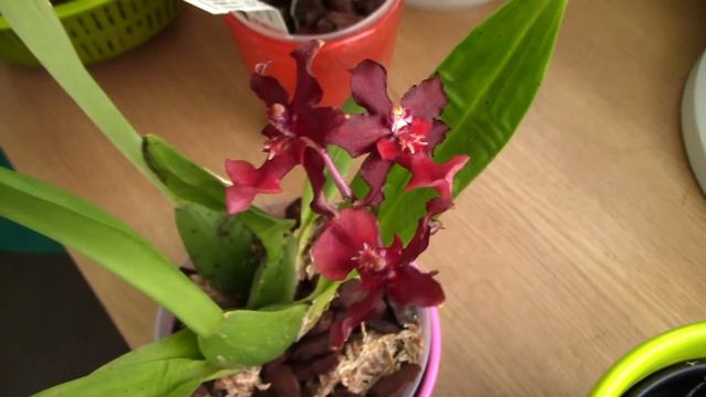 Oncidium Sharry Baby Ruby Doll - OMG a red chocolate orchid! смотреть онлайн