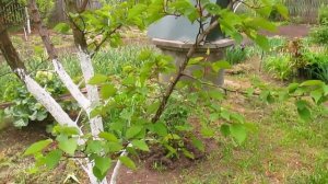 Результат одной обработки абрикоса.