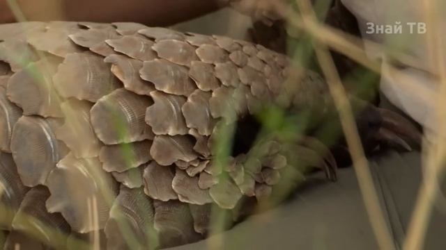 ПАНГОЛИН - бронированный уничтожитель муравьев, которому не страшны ни Гиены, ни Львы! смотреть онлайн