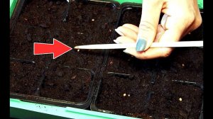 Очень важные советы при посадке баклажан на рассаду в марте! +Лунный календарь посадки баклажан!