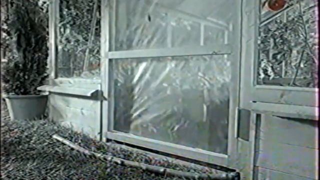 Реклама Китикет (Kitekat) - Борис поймал пчелу (2006) смотреть онлайн