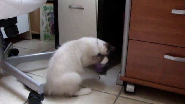 Jewel Ragdoll 3 mois et demi - 2ième jour à la maison смотреть онлайн