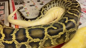 Как спариваются змеи Тигровые питоны