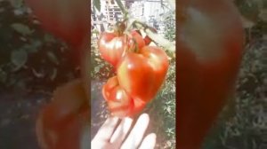 Сорт томата "Заилийский Алатау красный" (Казахстан)