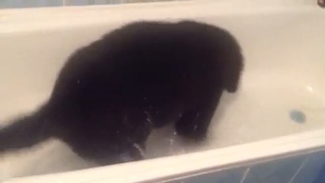 Ньюфаундленд полоскун