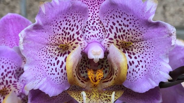 ORCHIDS. My new orchids pyloric. AMAZING! смотреть онлайн