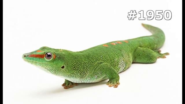 #1950. Ящерицы, игуаны и вараны (В мире животных) смотреть онлайн