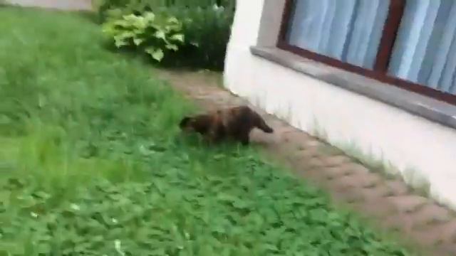 Эшли играет с Puller Mini