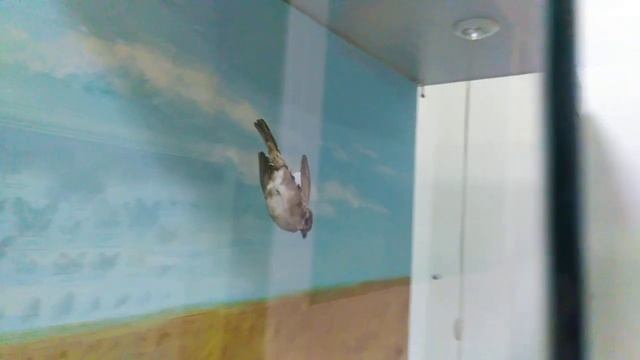 Воробей домовой смотреть онлайн