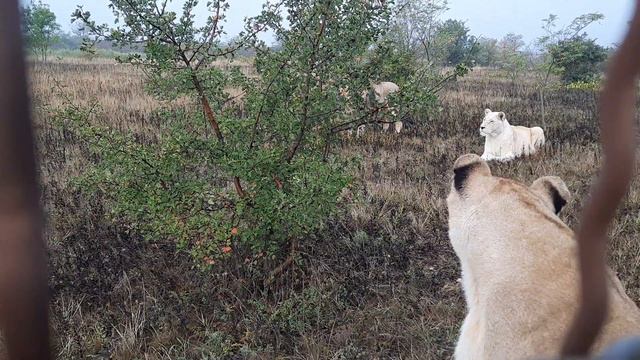 Симона, Афина и Марсель держатся вместе смотреть онлайн