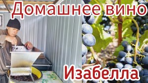 Домашнее вино из винограда Изабелла