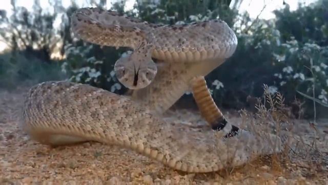 Unbelievable! King Cobra Kills Mongoose With Powerful Bite - Mongoose Vs Snake