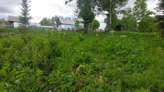 25.06.23. Пётр-Солнцеворот, Пётр-Поворот, Капустник.