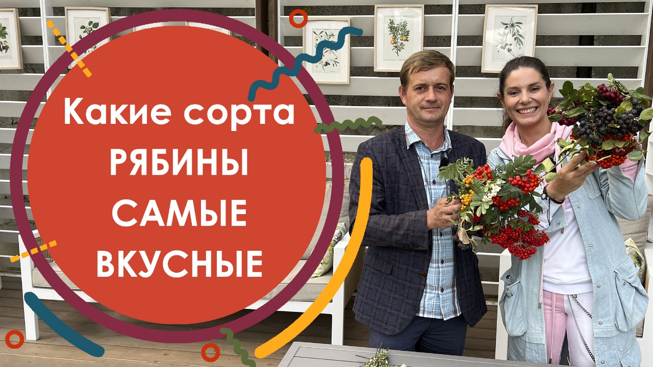 Дегустация Рябины. Какие сорта рябины самые вкусные смотреть онлайн