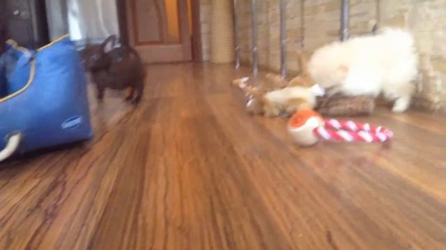 Щенки шпица и чихуахуа шоколадные смотреть онлайн