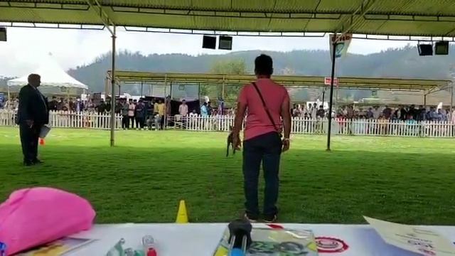 SIKC OOTY OBIDENCE DOG SHOW 2022. Retrieving of dumbbell. C-4 class. Weimaraner from India 🇮🇳. смотреть онлайн