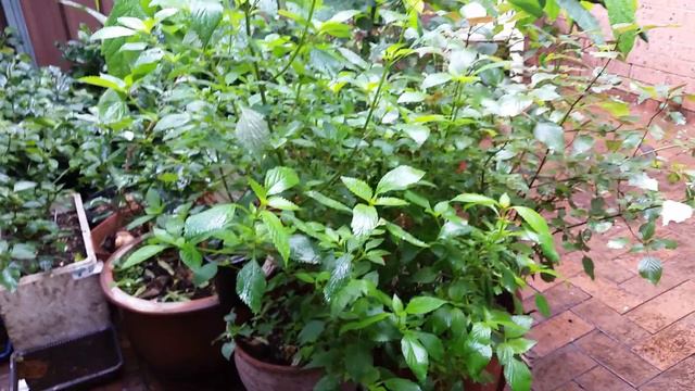 Schlumbergera-I thought it's stick-insect cactus Hoa Xương Rồng Giáng Sinh nở đẹp đê mê lòng người: смотреть онлайн