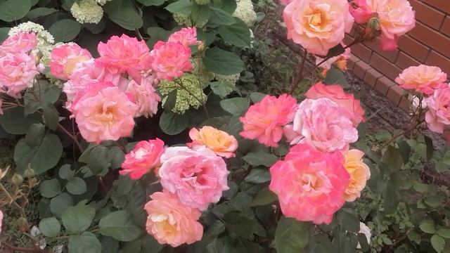 Rose Freisinger Morgenröte, Kordes, Germany смотреть онлайн