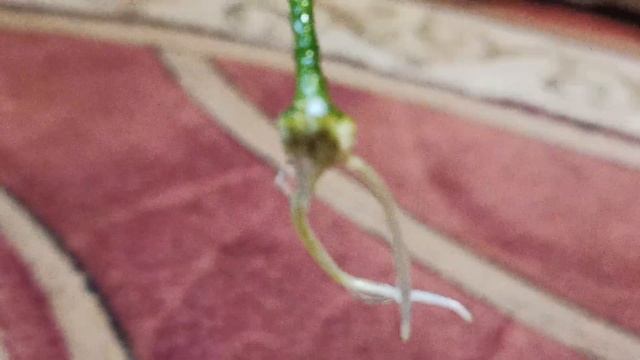 Жасмин Самбак Дал Жару Уже есть корни! смотреть онлайн