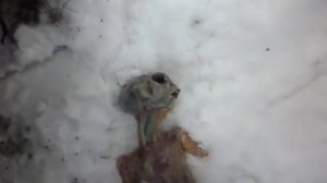 Энело в Казахстане найдено