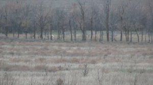 Охота на зайца с борзыми без ружья